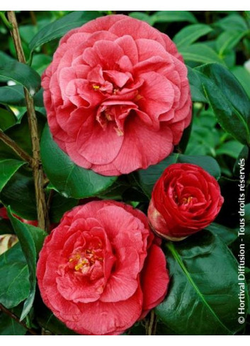 CAMELLIA Jjaponica BELLA LAMBERTI