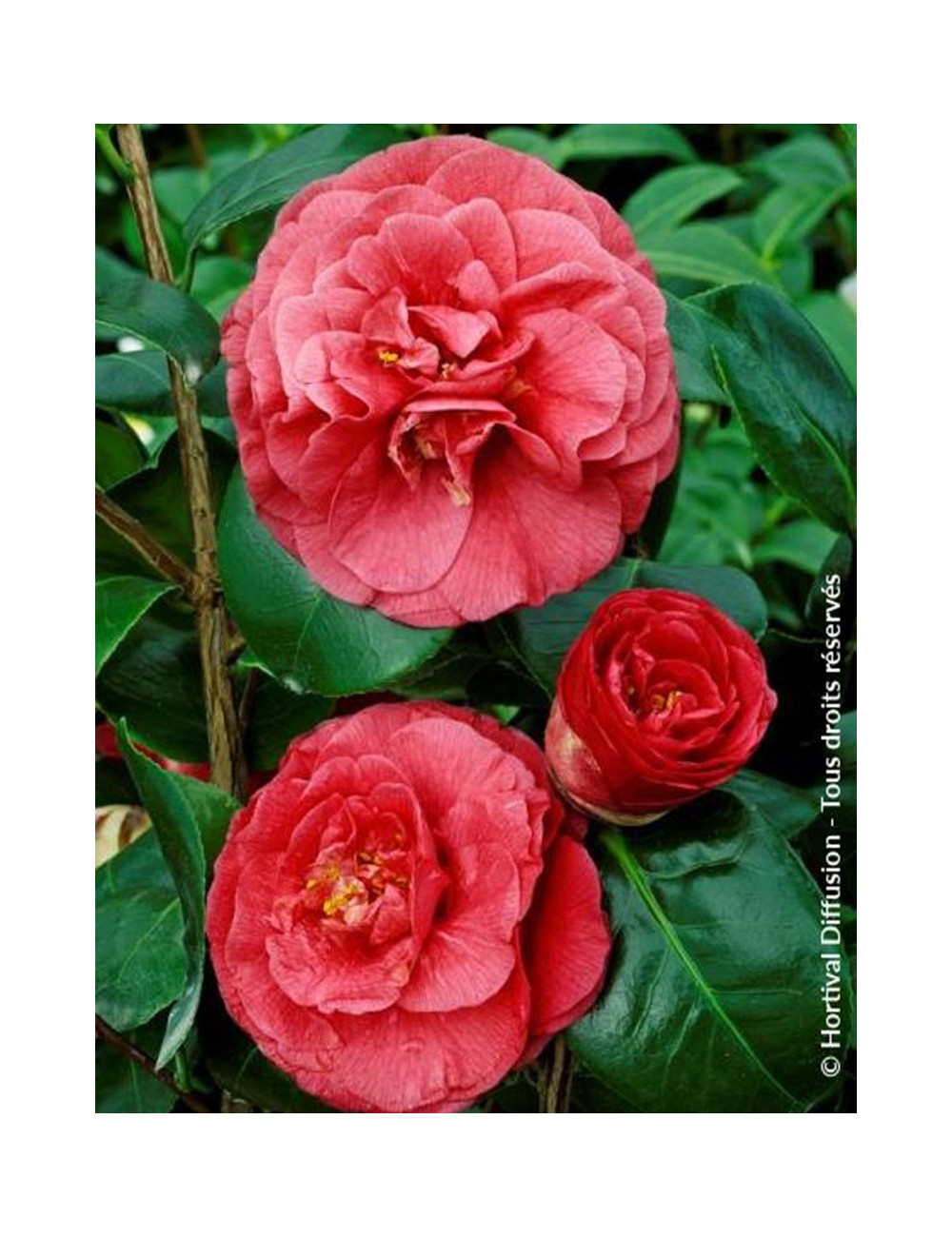 CAMELLIA Jjaponica BELLA LAMBERTI