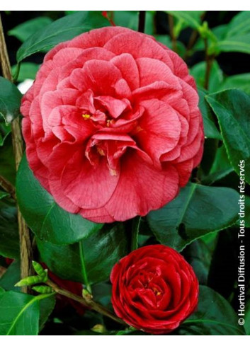 CAMELLIA Jjaponica BELLA LAMBERTI