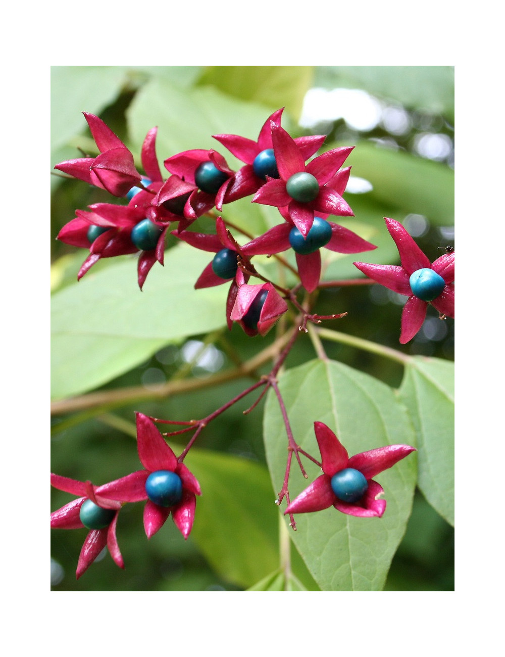 CLERODENDRUM trichotomum FARGESII