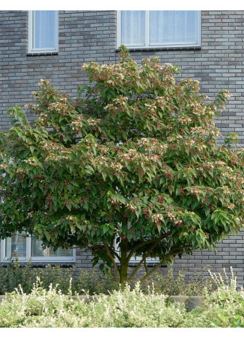 CLERODENDRUM trichotomum FARGESII