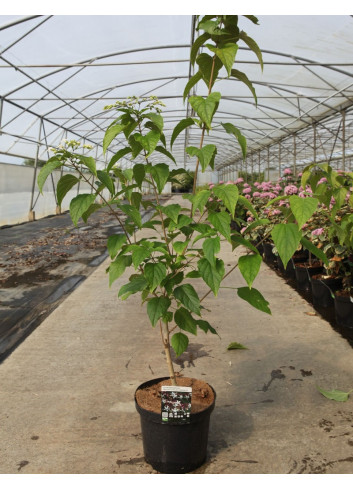 CLERODENDRUM trichotomum FARGESII En pot de 12-15 litres