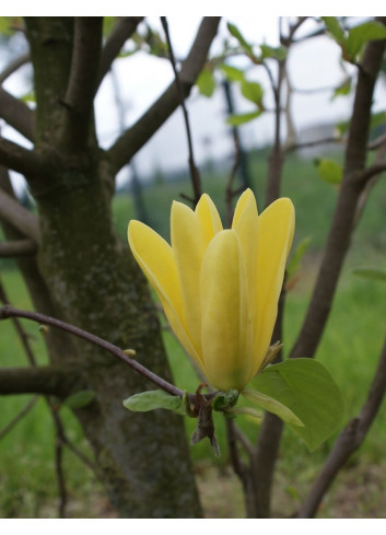 MAGNOLIA DAPHNE®