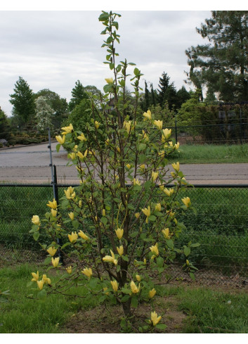 MAGNOLIA DAPHNE®