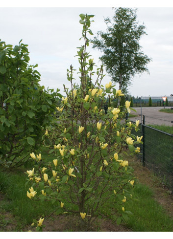 MAGNOLIA DAPHNE®