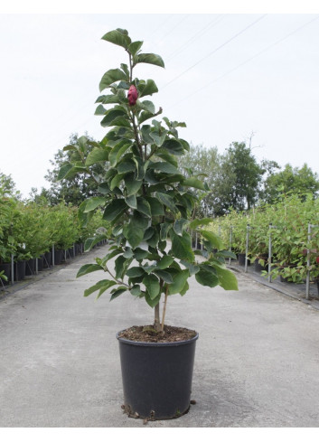 MAGNOLIA GENIE® En pot de 15-20 litres