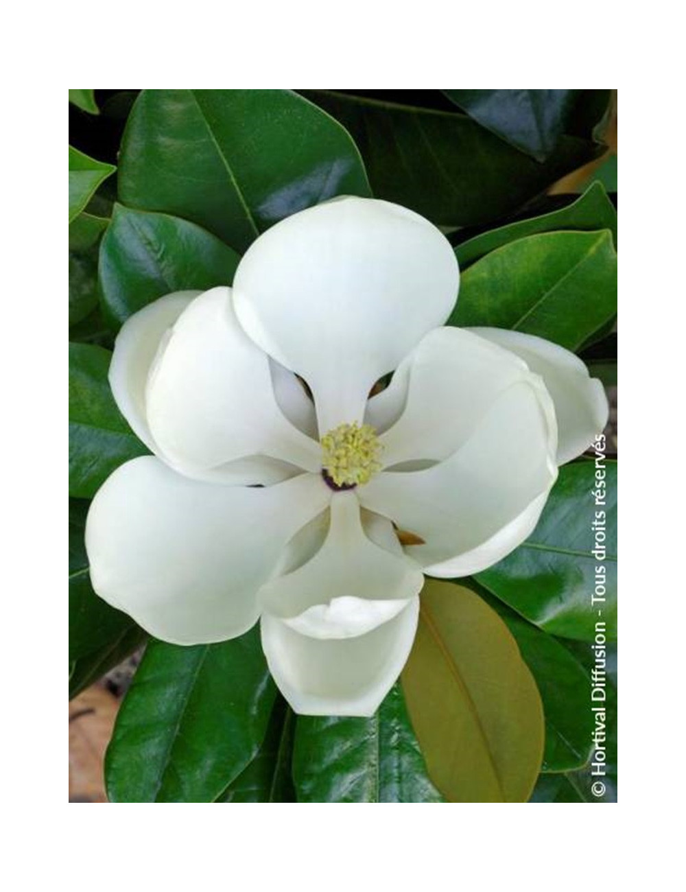 MAGNOLIA grandiflora FRANCOIS TREYVE