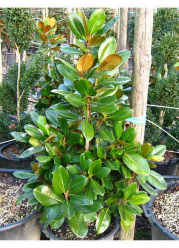 MAGNOLIA grandiflora FRANCOIS TREYVE