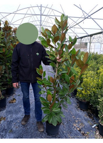 MAGNOLIA grandiflora FRANCOIS TREYVE En pot de 10-12 litres