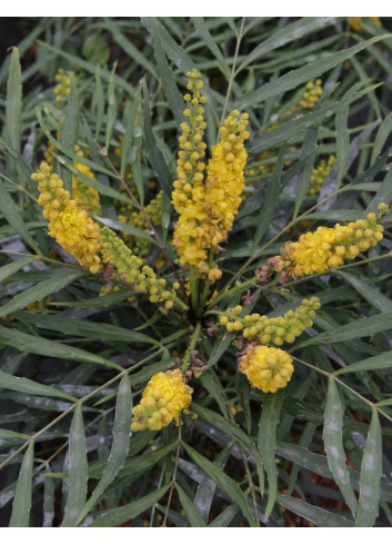 MAHONIA eurybracteata SOFT CARESS