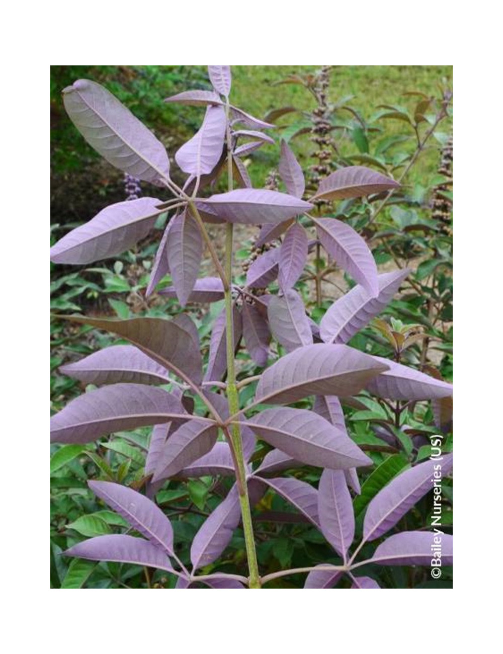 VITEX agnus-castus FLIP SIDE®