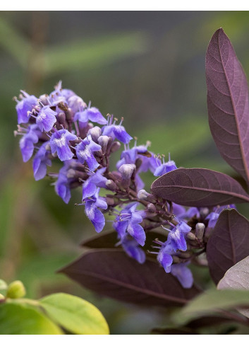 VITEX agnus-castus FLIP SIDE®