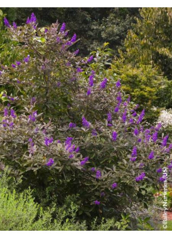 VITEX agnus-castus FLIP SIDE®