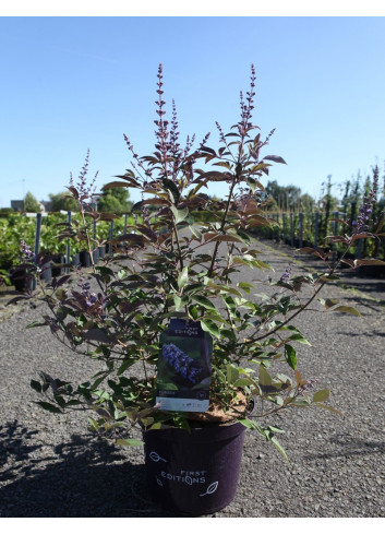 VITEX agnus-castus FLIP SIDE® En pot de 10-12 litres