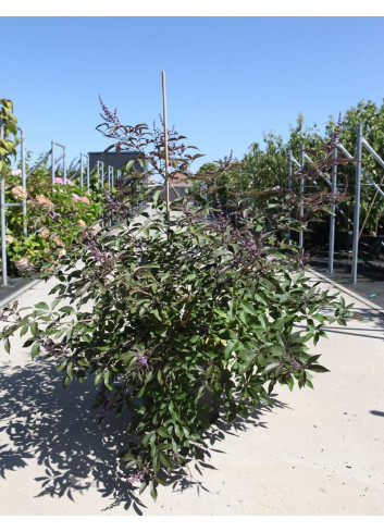 VITEX agnus-castus FLIP SIDE® En pot de 25-30 litres