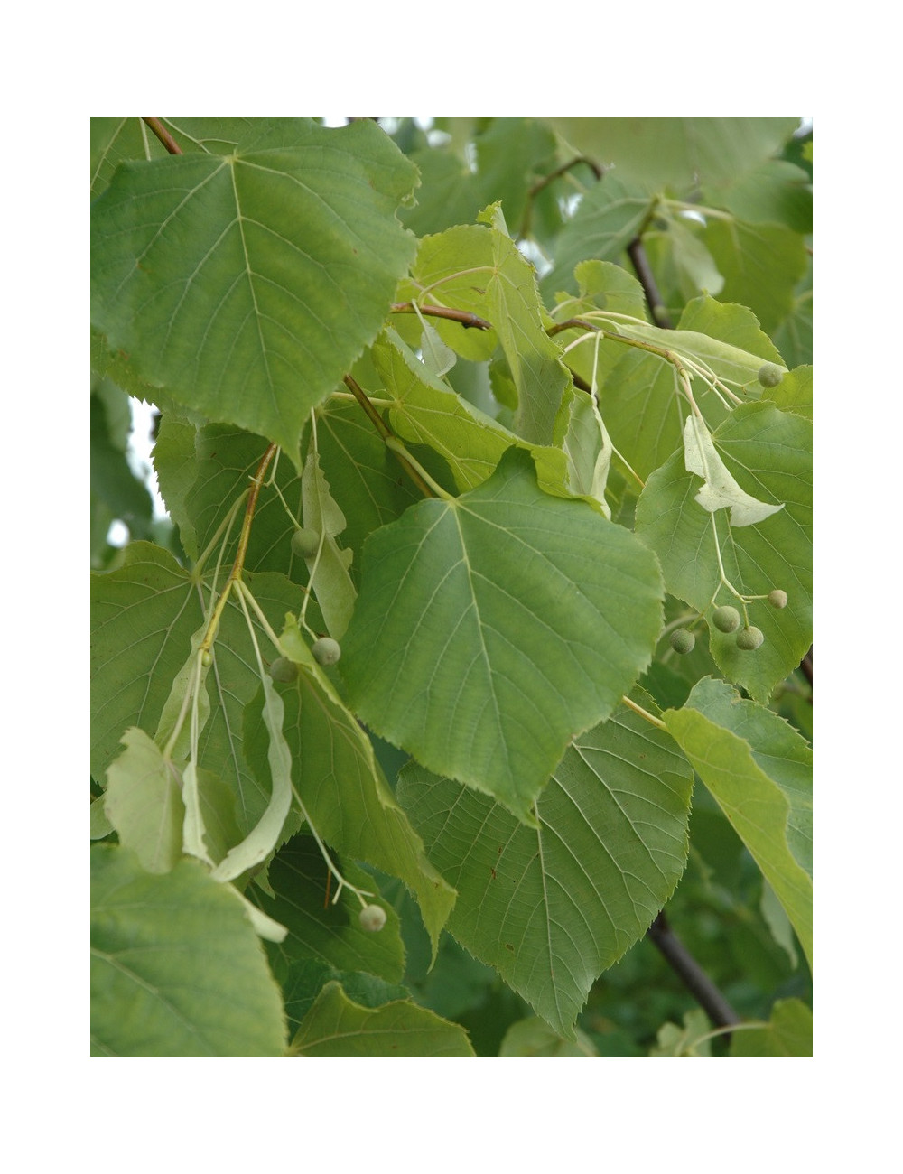 TILIA flavescens GLENLEVEN