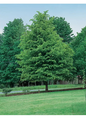 TILIA flavescens GLENLEVEN