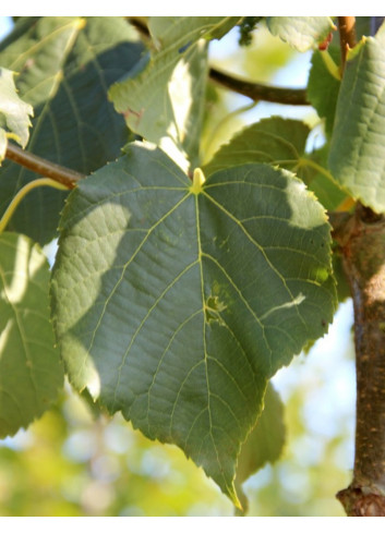 TILIA flavescens GLENLEVEN