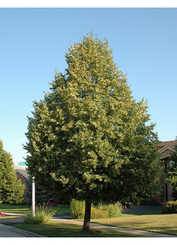 TILIA flavescens GLENLEVEN