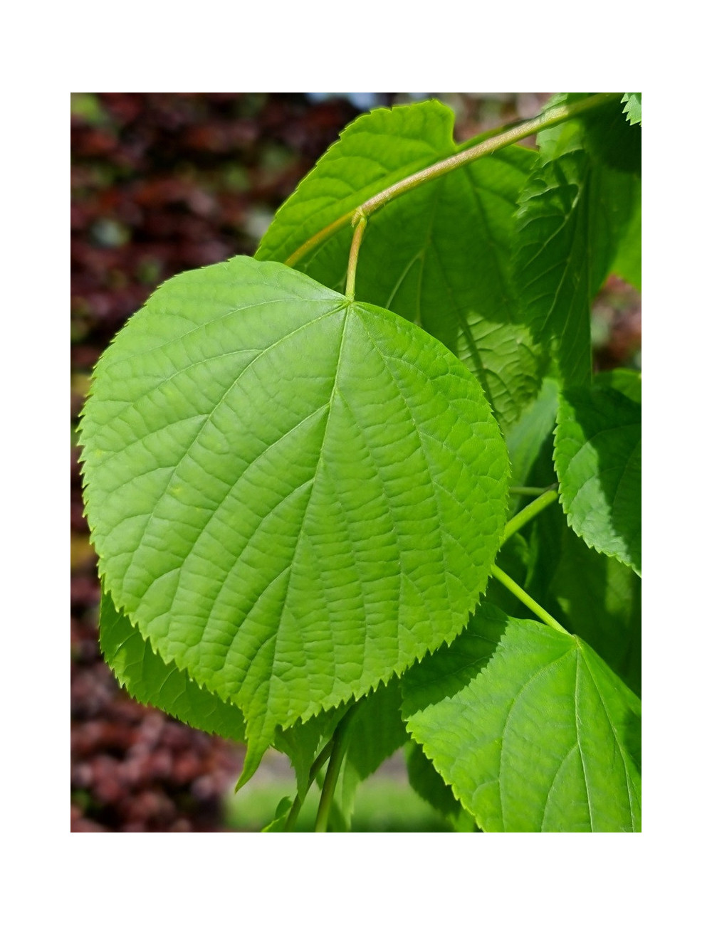 TILIA europaea PALLIDA