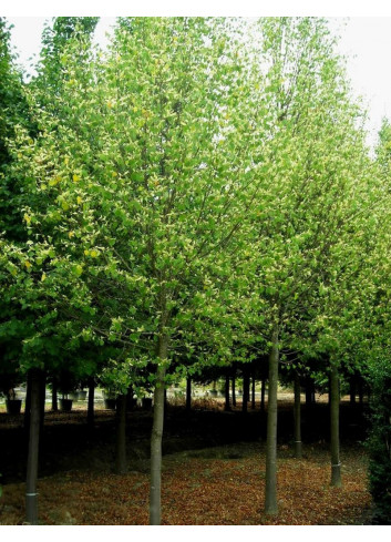 TILIA europaea PALLIDA