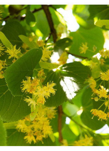 TILIA europaea PALLIDA