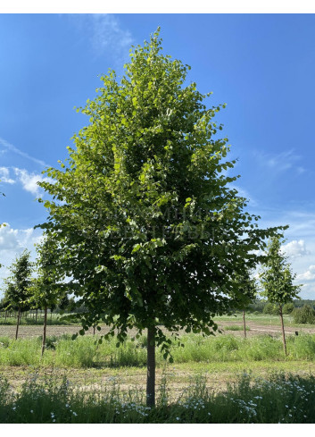 TILIA europaea PALLIDA