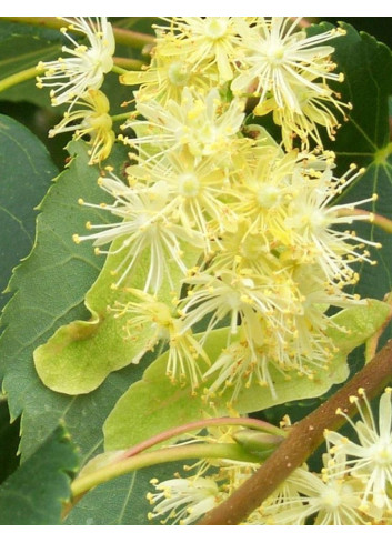 TILIA cordata ROELVO