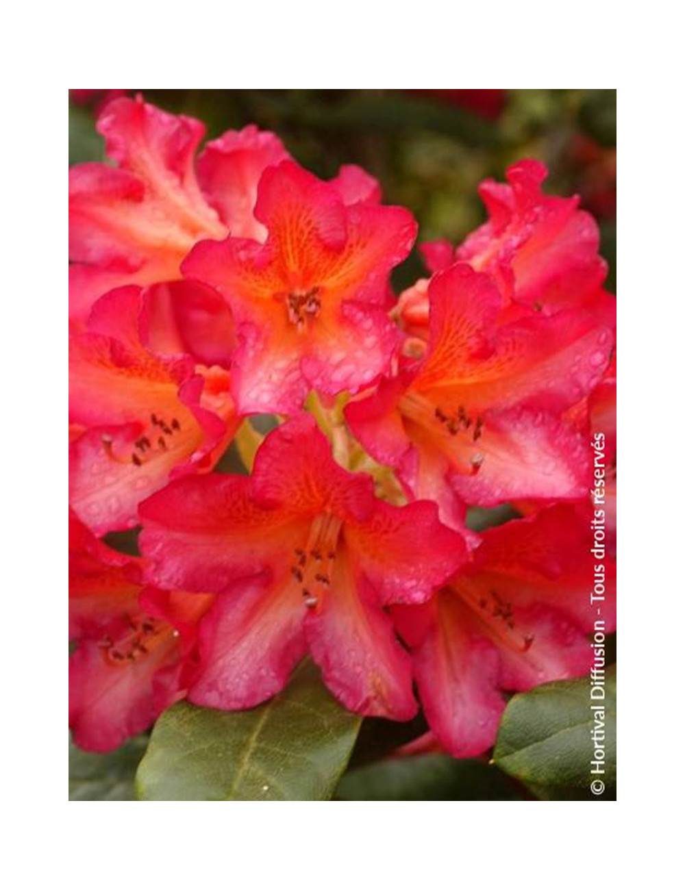 RHODODENDRON SCYPHOCALYX