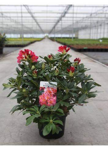 RHODODENDRON SCYPHOCALYX En pot de 4-5 litres