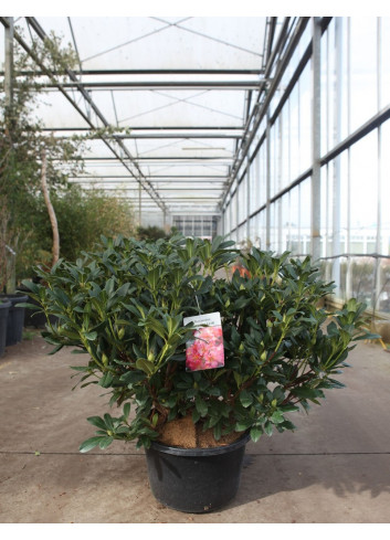 RHODODENDRON SCYPHOCALYX En pot de 15-20 litres