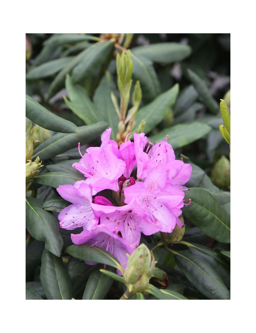 RHODODENDRON ROSEUM ELEGANS