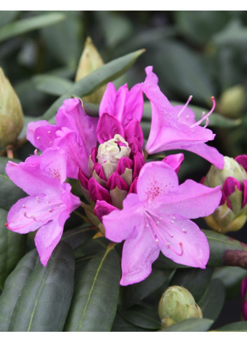 RHODODENDRON ROSEUM ELEGANS