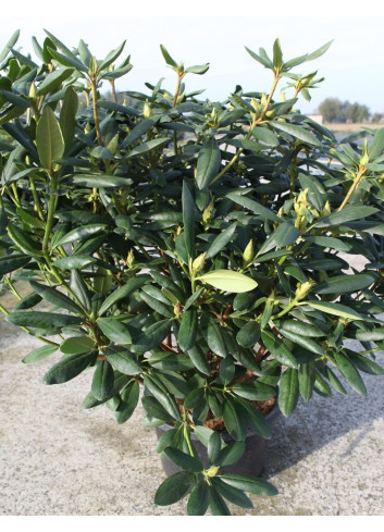 RHODODENDRON ROSEUM ELEGANS En pot de 15-20 litres