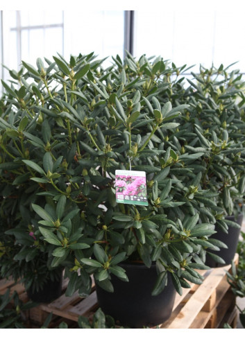 RHODODENDRON ROSEUM ELEGANS En pot de 35-50 litres