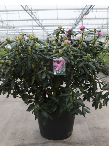 RHODODENDRON ROSEUM ELEGANS En pot de 35-50 litres