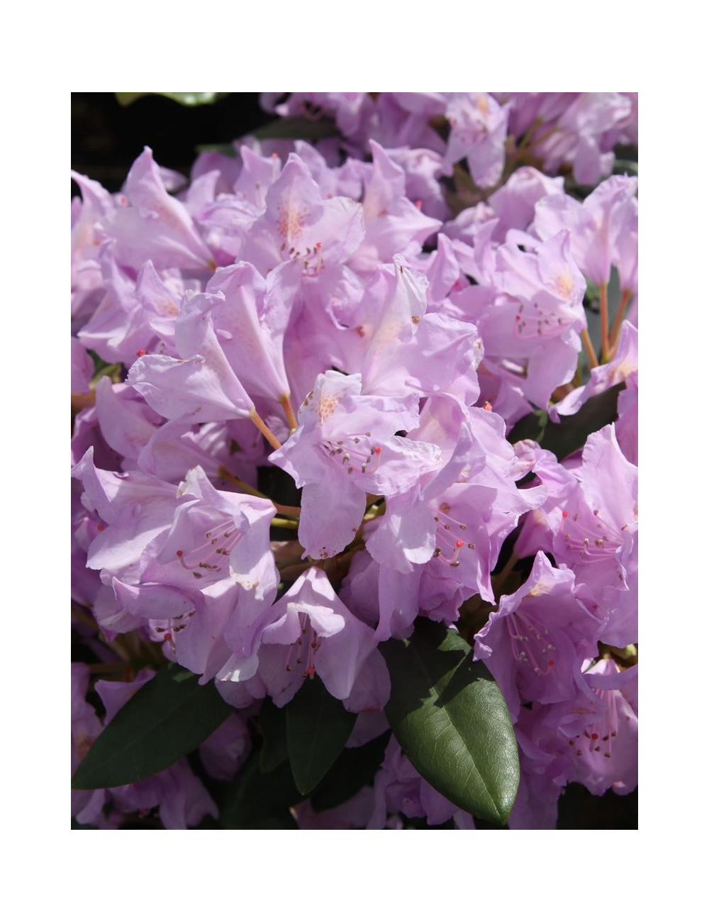 RHODODENDRON PONTICUM