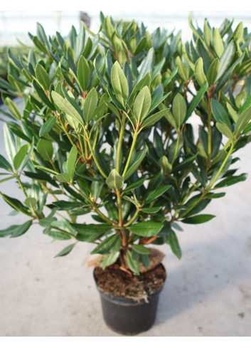 RHODODENDRON PONTICUM En pot de 4-5 litres