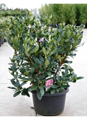 RHODODENDRON PONTICUM En pot de 15-20 litres