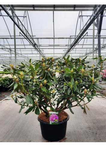 RHODODENDRON PONTICUM En pot de 35-50 litres