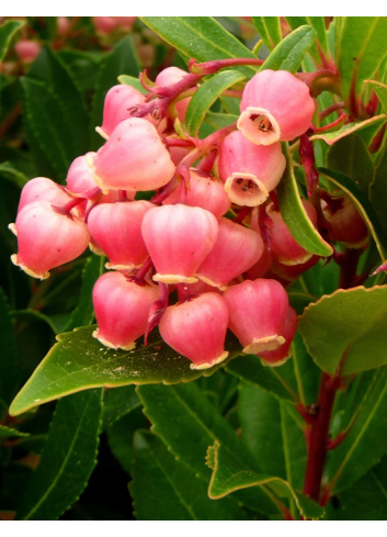 ARBUTUS unedo COMPACTA