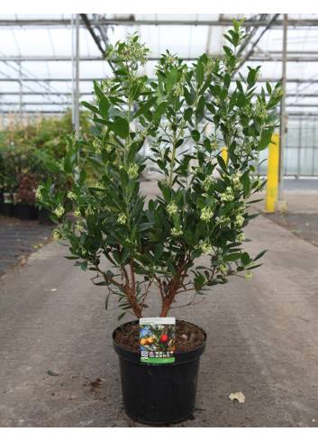 ARBUTUS unedo COMPACTA En pot de 10-12 litres