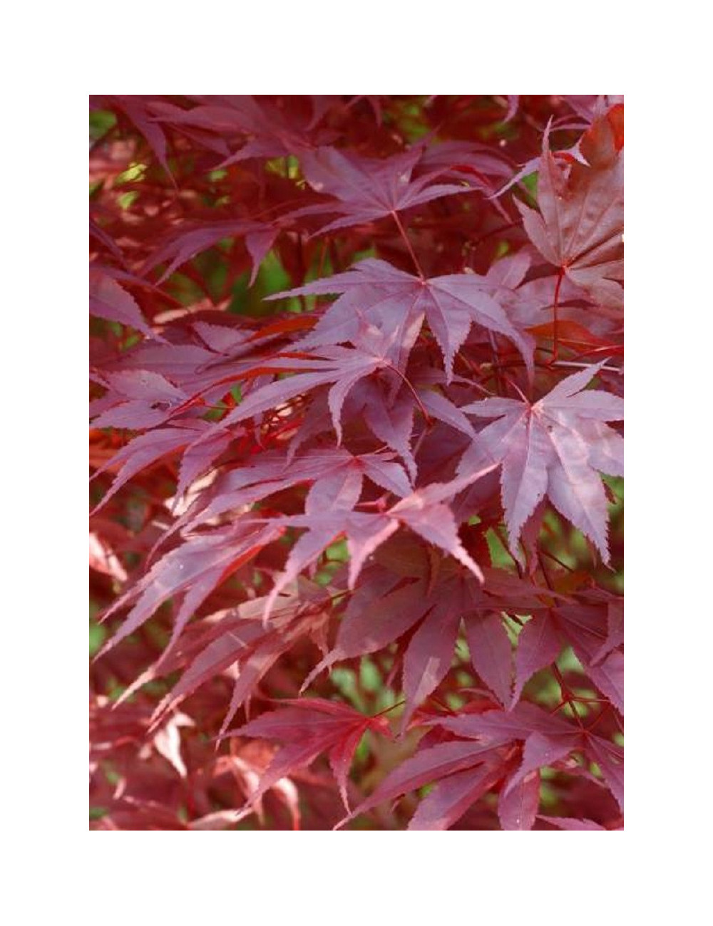 ACER palmatum ATROPURPUREUM