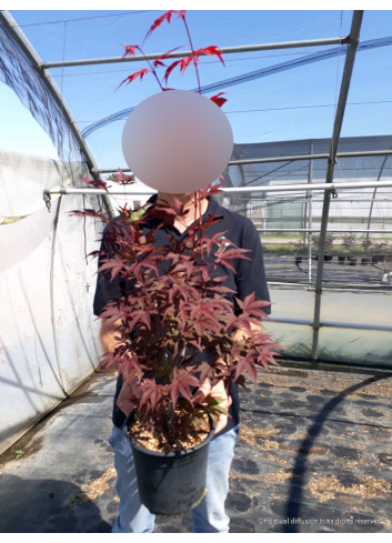 ACER palmatum ATROPURPUREUM En pot de 4-5 litres