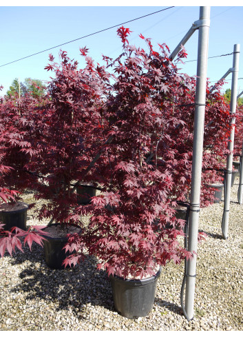 ACER palmatum ATROPURPUREUM En pot de 35-50 litres