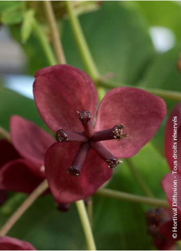 AKEBIA quinata