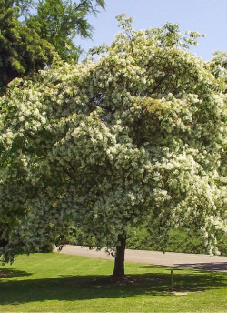 CHIONANTHUS retusus