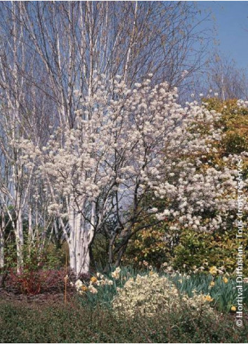 AMELANCHIER lamarckii