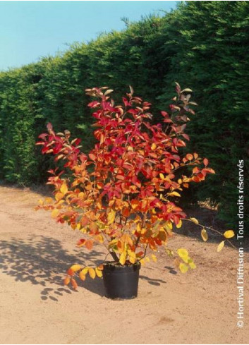 AMELANCHIER lamarckii