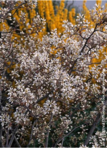 AMELANCHIER lamarckii